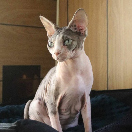 chat Sphynx brown blotched tabby & blanc van bicolor R'Mess Chatterie des Minouchka d'Ola