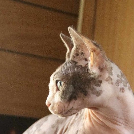chat Sphynx brown blotched tabby & blanc van bicolor R'Mess Chatterie des Minouchka d'Ola