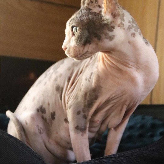 chat Sphynx brown blotched tabby & blanc van bicolor R'Mess Chatterie des Minouchka d'Ola