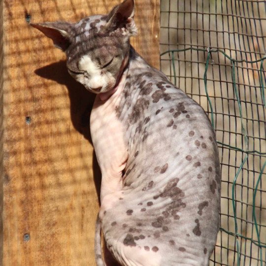 chat Sphynx brown blotched tabby & blanc van bicolor R'Mess Chatterie des Minouchka d'Ola