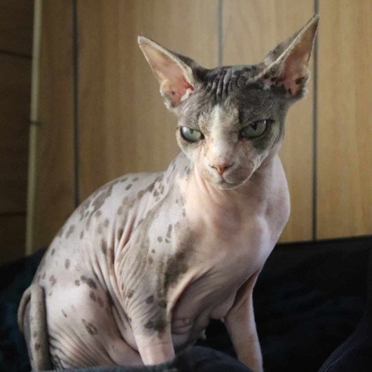 chat Sphynx brown blotched tabby & blanc van bicolor R'Mess Chatterie des Minouchka d'Ola