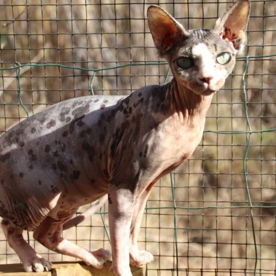 chat Sphynx brown blotched tabby & blanc van bicolor R'Mess Chatterie des Minouchka d'Ola