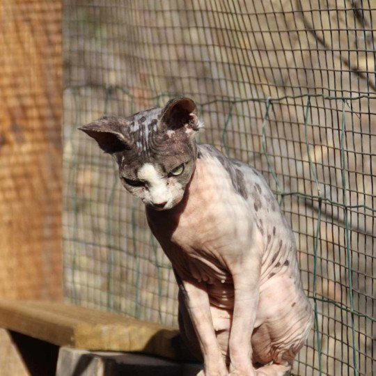chat Sphynx brown blotched tabby & blanc van bicolor R'Mess Chatterie des Minouchka d'Ola