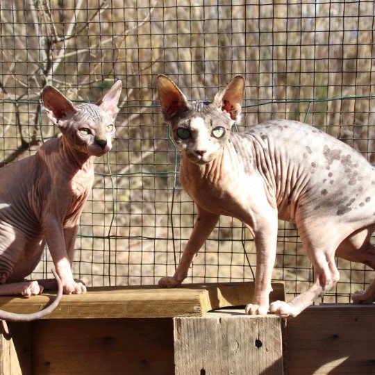 chat Sphynx brown blotched tabby & blanc van bicolor R'Mess Chatterie des Minouchka d'Ola