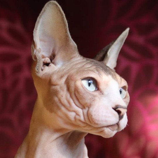 chat Sphynx blue tabby point & blanc Twist Chatterie des Minouchka d'Ola