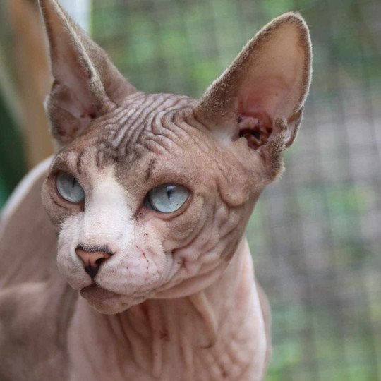 chat Sphynx blue tabby point & blanc Twist Chatterie des Minouchka d'Ola