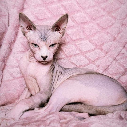 chat Sphynx blue tabby point & blanc Twist Chatterie des Minouchka d'Ola