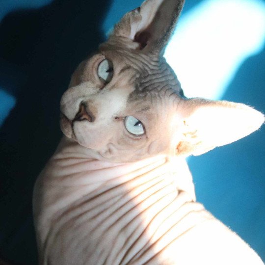chat Sphynx blue tabby point & blanc Twist Chatterie des Minouchka d'Ola