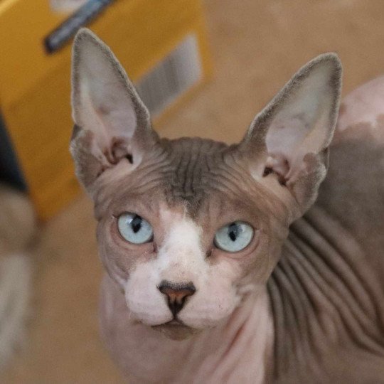 chat Sphynx blue tabby point & blanc Twist Chatterie des Minouchka d'Ola