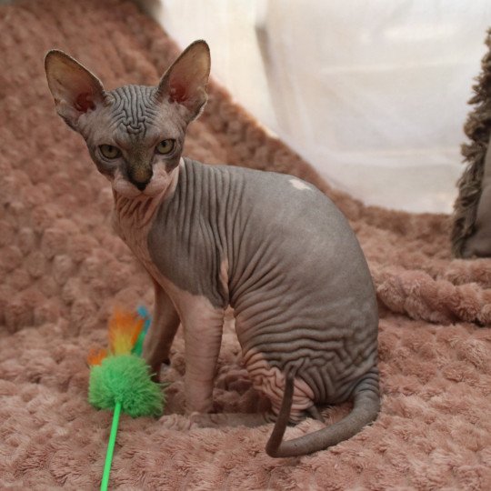 chaton Sphynx brown white tabby U'Kehops Chatterie des Minouchka d'Ola