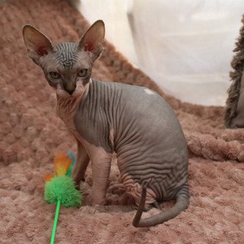 chaton Sphynx brown white tabby U'Kehops Chatterie des Minouchka d'Ola