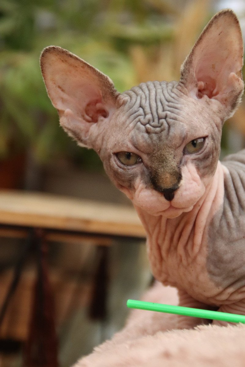 U'Kehops Mâle Sphynx