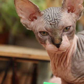 chaton Sphynx brown white tabby U'Kehops Chatterie des Minouchka d'Ola