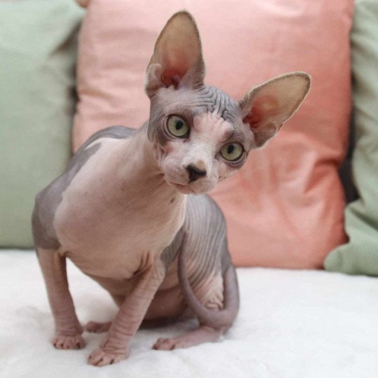 chat Sphynx blue bicolor Una Chatterie des Minouchka d'Ola