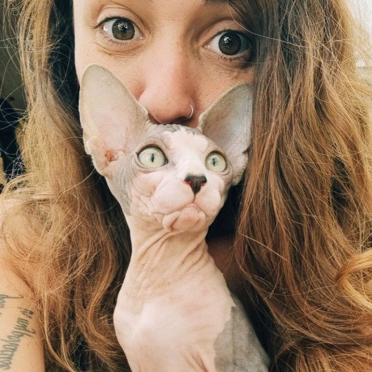 chat Sphynx blue bicolor Una Chatterie des Minouchka d'Ola