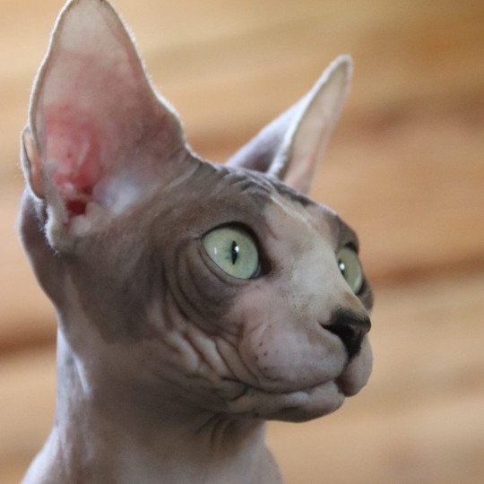 chat Sphynx blue bicolor Una Chatterie des Minouchka d'Ola