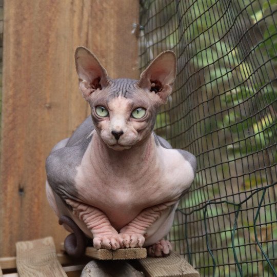 chat Sphynx blue bicolor Una Chatterie des Minouchka d'Ola