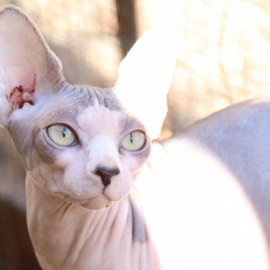 chat Sphynx blue bicolor Una Chatterie des Minouchka d'Ola
