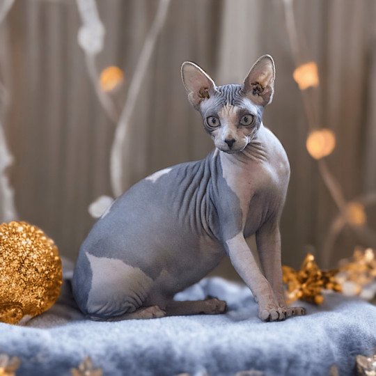 Una Femelle Sphynx