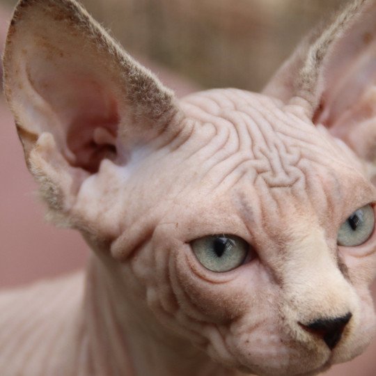 chaton Sphynx blue white tabby mink Uniko Chatterie des Minouchka d'Ola
