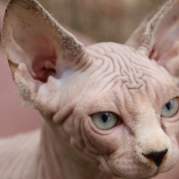 chaton Sphynx blue white tabby mink Uniko Chatterie des Minouchka d'Ola