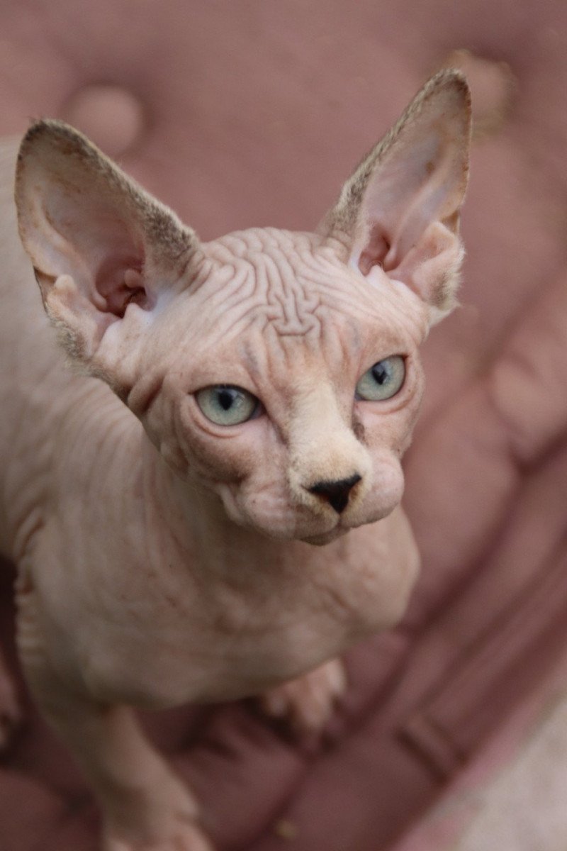 Uniko Mâle Sphynx