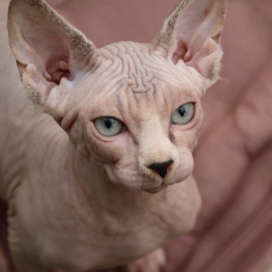 Uniko Mâle Sphynx