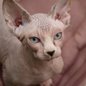 chaton Sphynx blue white tabby mink Uniko Chatterie des Minouchka d'Ola