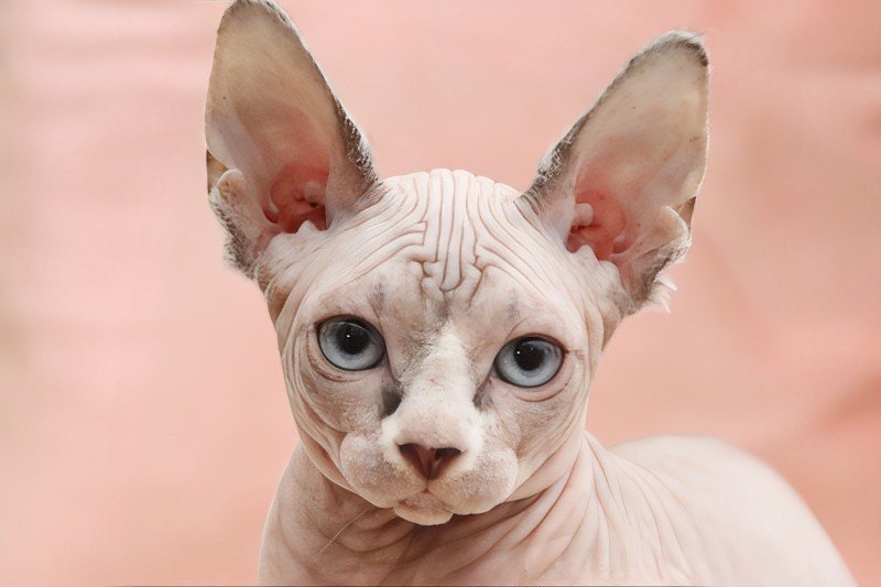 Upia Femelle Sphynx