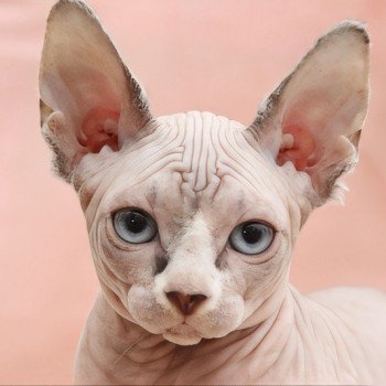 chaton Sphynx blue white tabby mink Upia Chatterie des Minouchka d'Ola
