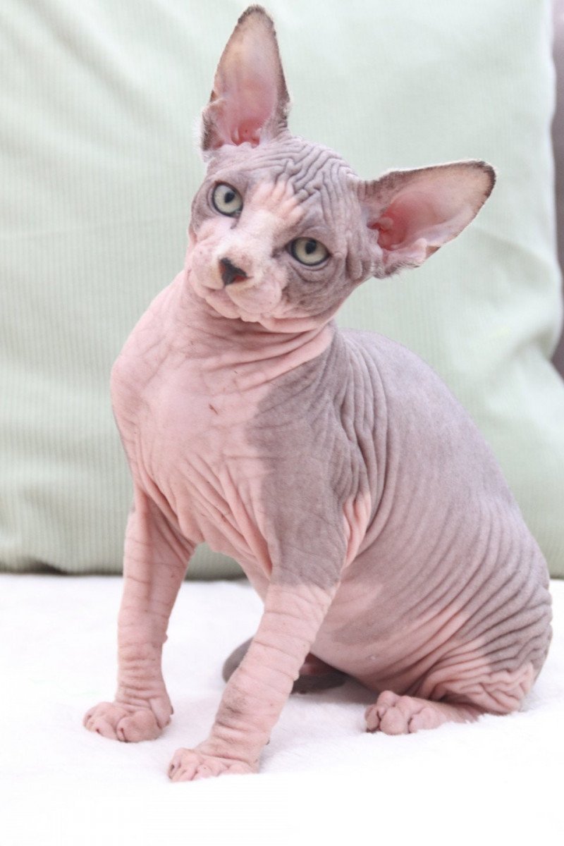 U'Thomas Mâle Sphynx