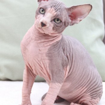 chaton Sphynx blue tabby & blanc van U'Thomas Chatterie des Minouchka d'Ola