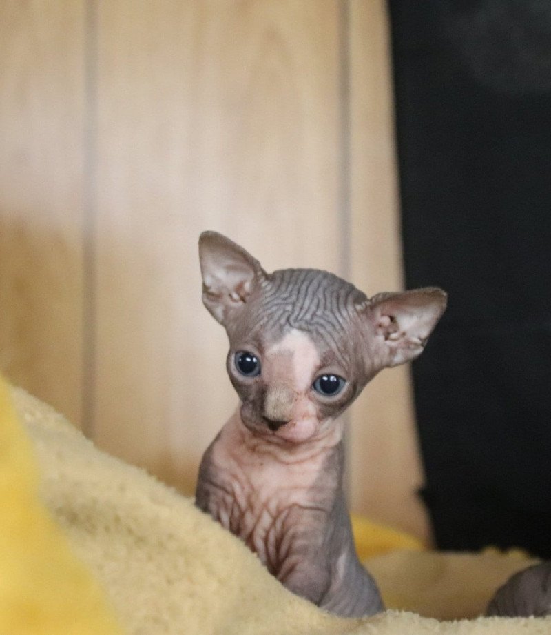 Valentin Mâle Sphynx