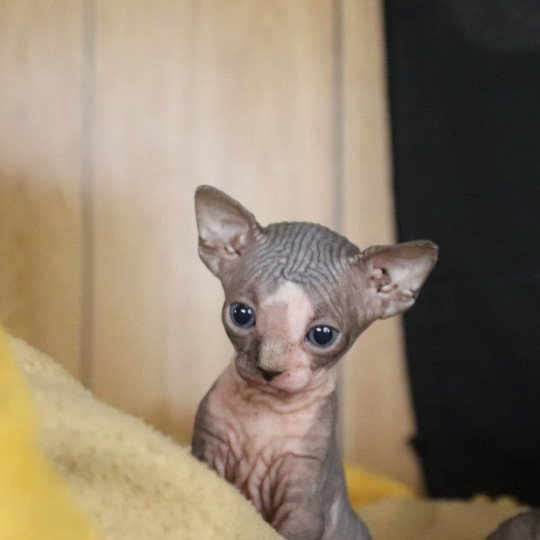 Valentin Mâle Sphynx