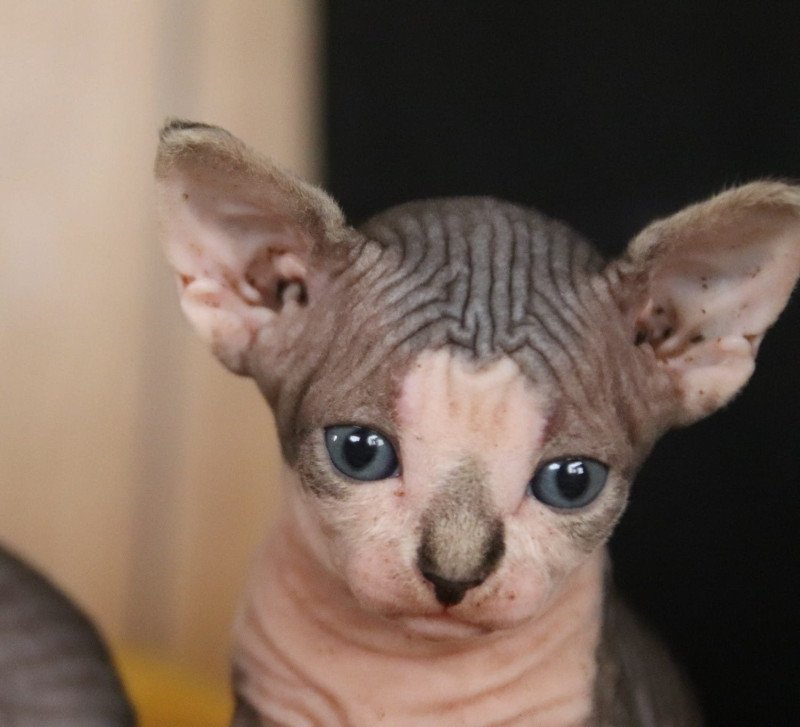 Violette Femelle Sphynx