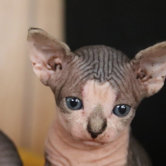 chaton Sphynx blue tabby bicolor Violette Chatterie des Minouchka d'Ola