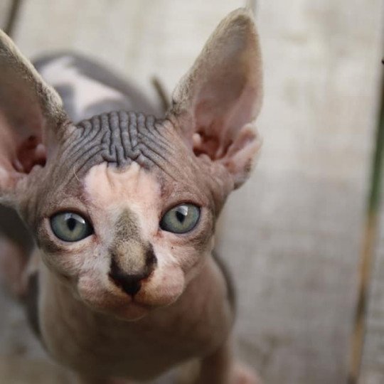 chaton Sphynx blue tabby bicolor Violette Chatterie des Minouchka d'Ola